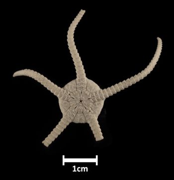 Media type: image;   Invertebrate Zoology OPH-508 Description: Bottom up view of single ophiuroid specimen with a scale bar.;  Aspect: ventral